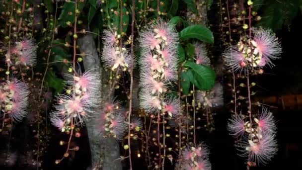 Barringtonia Racemosa Spreng Słodkowodny Namorzyn Cornbeefwood Noc Drzewo Trucizny Rybnej — Wideo stockowe