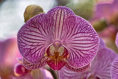 Pembe Phalaenopsis ya da Orchidaceae ailesinden gelen güve orkidesi. Taipei, Tayvan 'daki Shilin' in resmi konutu. Mart 2020.