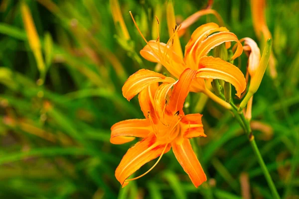 Hemerocallis Fulva Beautiful Plant Bloom Common Day Lily Fulvous Day — Stock Photo, Image