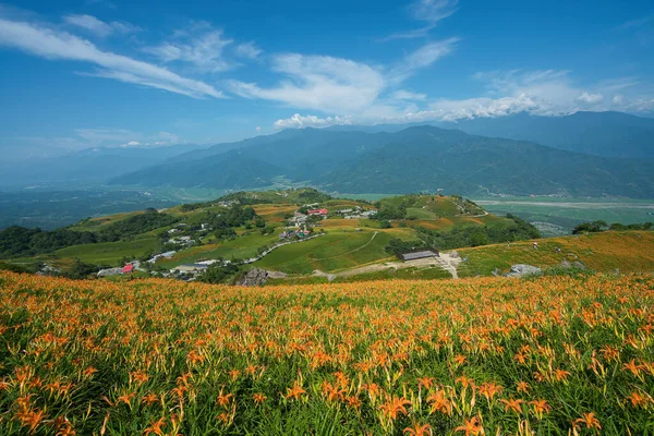 Vahşi Portakal Gündüz çiçekleri, Tayvan 'ın dağlarında ve tarlalarında açar. Dolu zambak, Turuncu zambak, Zambak, Zambak, Zambak, Zambak, Zambak, Zambak.