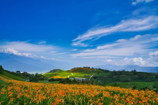 Wilde Oranje Daglelie Bloemen Bloeien Overal Bergen Velden Taiwan Volle — Stockfoto