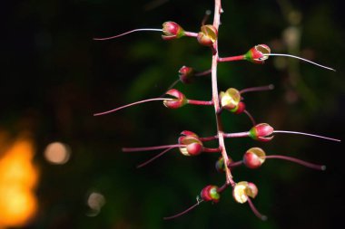 Solmuş çiçek demetleri uzun beyaz erkek kepçeleri gösteriyor. Barringtonia racemosa. Çiçek dizileri ağaçlardan havai fişek gibi sarkıyor. 2020 yazında çekildi..