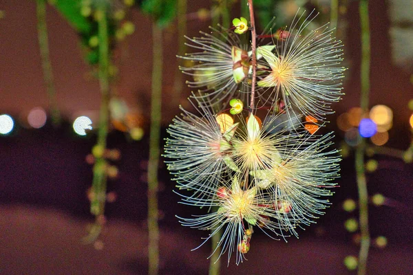 台湾宜兰 黄花或粉状膨松树 夜间开花 一串串的花像烟火一样挂在树上 2020年夏季拍摄 — 图库照片
