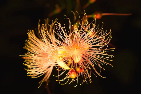 台湾宜兰 黄花或粉状膨松树 夜间开花 一串串的花像烟火一样挂在树上 2020年夏季拍摄 — 图库照片