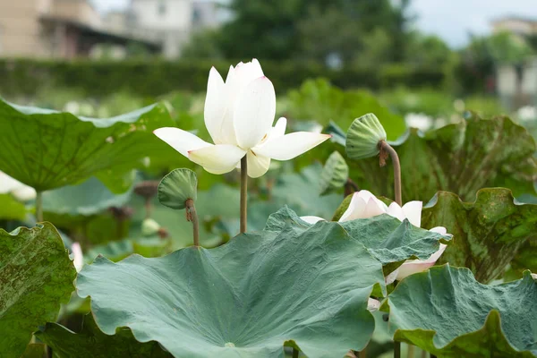 Lado Flor Lótus Branco Sementes Lótus Folhas Forma Funil Lótus — Fotografia de Stock