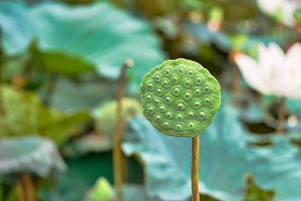 Sementes Lótus Estão Flor Lótus Flor Lótus Tem Uma Folha — Fotografia de Stock