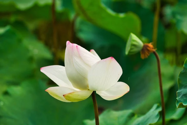 Lado Pouco Vermelho Flor Lótus Branco Sementes Lótus Lótus Indiano — Fotografia de Stock