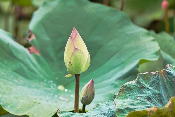 Botões Duas Flores Lótus Fundo Uma Folha Com Gotas Água — Fotografia de Stock