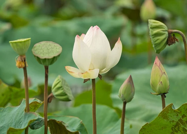 Flores Lótus Branco Retas Botões Sementes Lótus Fotografado Taiwan Lótus — Fotografia de Stock