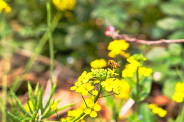 Vahşi Roket 'in (Sisymbrium loeselii) sarı çiçekleri üzerinde bir arı. Çiçek açan çayır.