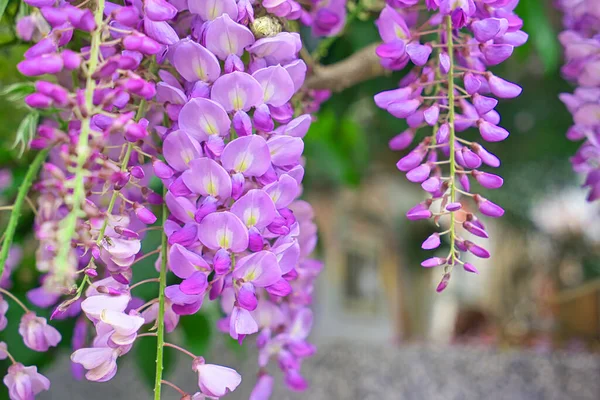 Fleurs Violettes Pendantes Wisteria Sinensis Sims Sweet Wuling Farm Taiwan — Photo