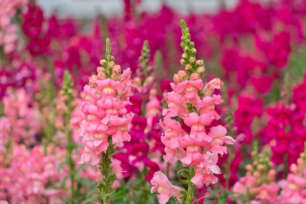 Pembe antirinyum ya da ejderha çiçekleri ya da açık havada aslanağzı. Pembe çiçekler. Antirrhinum 'Pretty in Pink' harika bir yeni daimi aslanağzı..