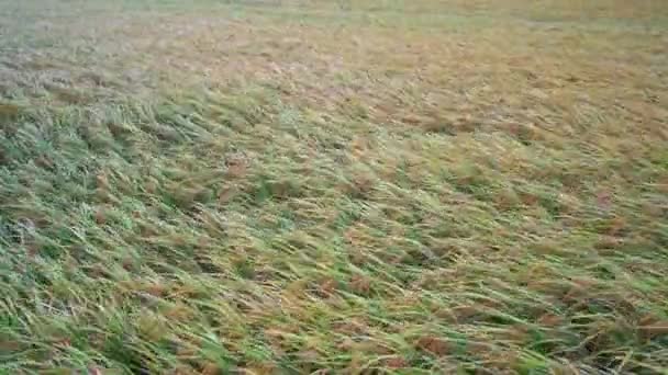 Oren Van Geel Stro Groen Stro Zwaaien Wind Als Een — Stockvideo