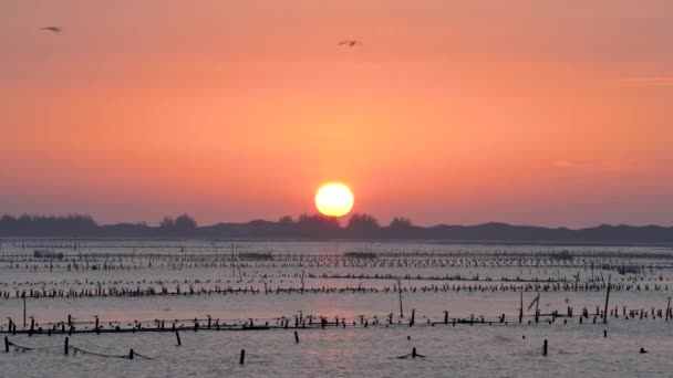 Beimen Wetland Bıyıklı Deniz Feneri Alacakaranlıkta Bin Kuşun Dansı Tayvan — Stok video