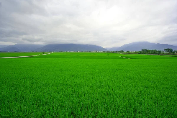 앞에는 커다란 초록색 논밭이 Hualien County 여행을 장소입니다 — 스톡 사진