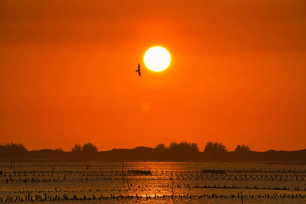 The silhouette of the bird flying in the sky at sunset. The habitat of the Whiskered tern is in the Beimen Wetland, Tainan City, Taiwan.