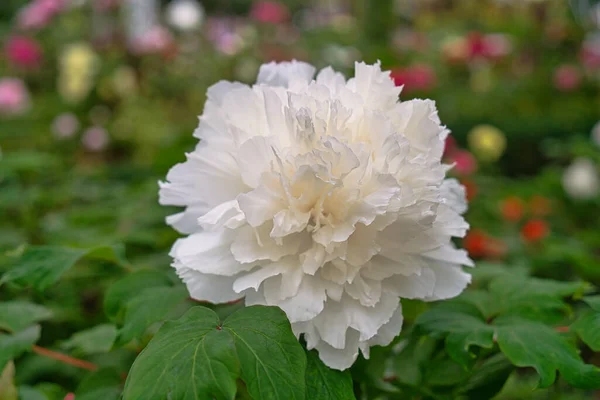 Белый Пионский Цветок Парке Место Стрельбы Национальный Парк Ситу Округ — стоковое фото