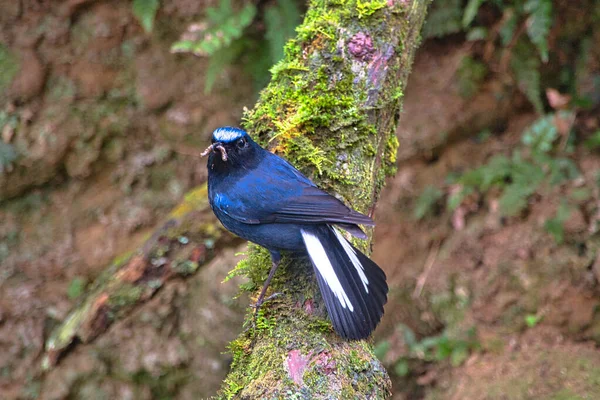 Der Blaue Männliche Vogel Myiomela Leucura Hält Einen Wurm Schnabel — Stockfoto