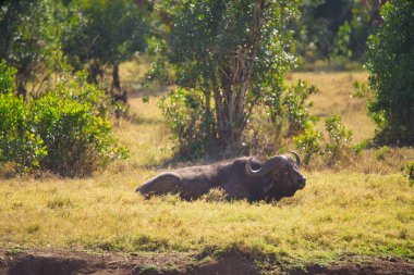 Bir Afrika bufalosu çimlerin üzerinde dinleniyordu. Çok sayıda hayvan Kenya, Afrika 'daki Masai Mara Ulusal Vahşi Yaşam Sığınağı' na göç ediyor. 2016.
