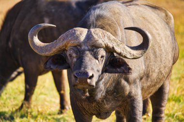 Afrika bufalosu çimlerin üzerinde durmuş, gözleri kameraya bakıyordu. Çok sayıda hayvan Kenya, Afrika 'daki Masai Mara Ulusal Vahşi Yaşam Sığınağı' na göç ediyor. 2016.