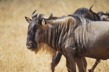 Antiloplar kuru çimlerin üzerinde tek gözleriyle kameraya bakıyorlardı. Çok sayıda hayvan Kenya, Afrika 'daki Masai Mara Ulusal Vahşi Yaşam Sığınağı' na göç ediyor. 2016.