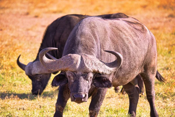 Afrikaanse Buffels Stonden Het Gras Zijn Ogen Keken Camera Grote — Stockfoto