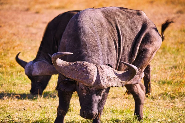 Afrikaanse Buffel Stond Het Gras Met Enorme Hoorns Aan Voorkant — Stockfoto