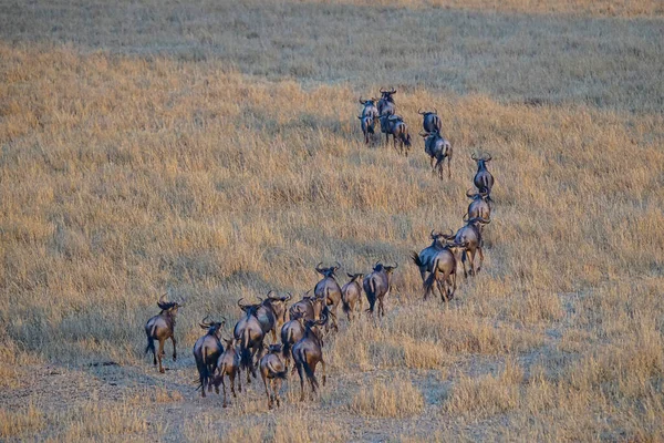 Zespół Wildebeest Connochaetes Taurinus Biegł Trawie Duża Liczba Zwierząt Migruje — Zdjęcie stockowe