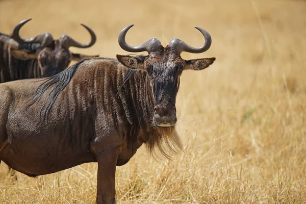 Antílope Wildebeest Encuentra Hierba Seca Mira Cámara Gran Número Animales — Foto de Stock