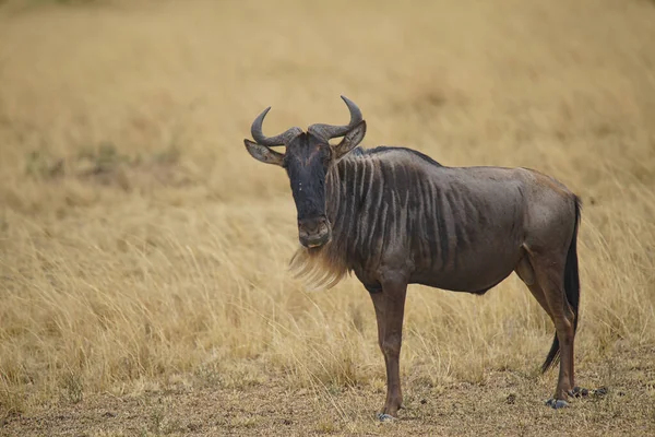 全身乾燥した草の上にはカモシカ Wildebeest が立っていました 多くの動物がアフリカのケニアにあるマサイ マラ国立野生動物保護区に移住している 2016年 — ストック写真