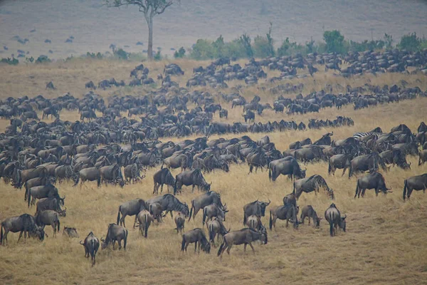 Wiele Antylop Wildebeest Suchej Trawie Jedzą Trawę Duża Liczba Zwierząt — Zdjęcie stockowe