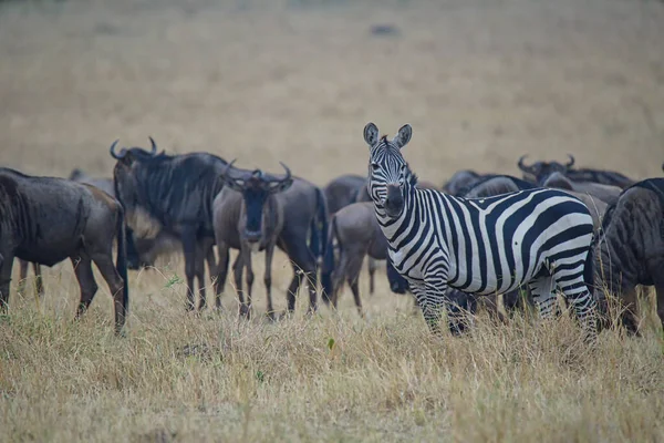 Campo Uma Zebra Fica Frente Antílope Wildebeest Grande Número Animais — Fotografia de Stock