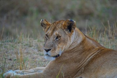 Bir aslan çimlerin üzerinde dinleniyordu. Gözleri hala mesafeye bakıyordu. Çok sayıda hayvan Kenya, Afrika 'daki Masai Mara Ulusal Vahşi Yaşam Sığınağı' na göç ediyor. 2016.