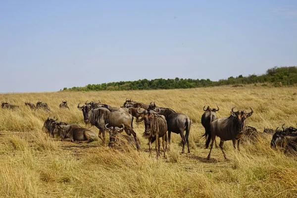 Antilope Gnoes Het Grasland Sommige Liggend Andere Staand Grote Aantallen — Stockfoto
