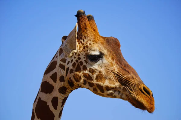 A close-up of the side of an African giraffe\'s head. Large numbers of animals migrate to the Masai Mara National Wildlife Refuge in Kenya, Africa. 2016.