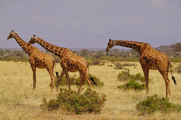 Три Жирафа Ходят Сухим Лугам Большое Количество Животных Мигрирует Национальный — стоковое фото