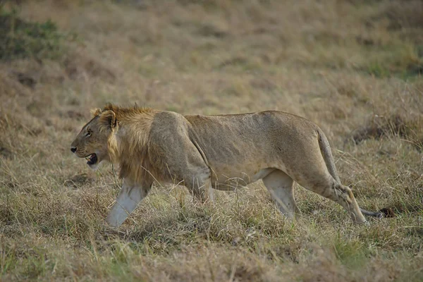 Lew Łąkach Czekający Okazję Przygotować Się Polowania Duża Liczba Zwierząt — Zdjęcie stockowe