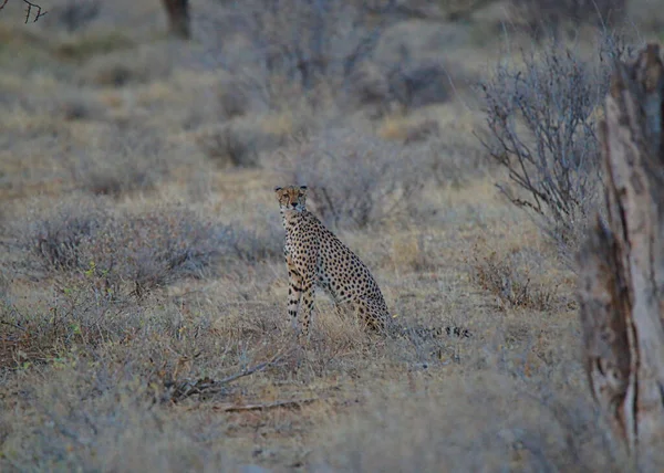 Dusk African Cheetah Sits Dry Grassland Stares Camera Large Numbers — Stock Photo, Image