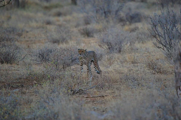 Ein Afrikanischer Gepard Stand Gras Seine Augen Starrten Die Ferne — Stockfoto