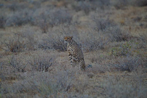 Dusk African Cheetah Sat Dry Grassland Staring Distance Large Numbers — Stock Photo, Image