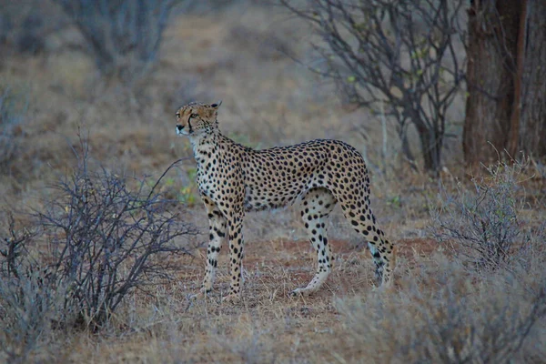 Ein Afrikanischer Gepard Stand Gras Seine Augen Starrten Die Ferne — Stockfoto