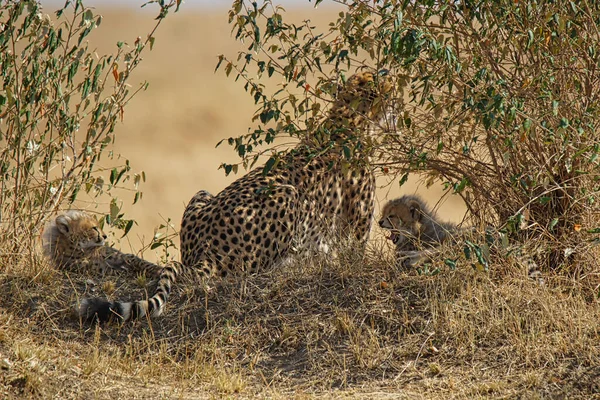 Cheetah Mother Two Cubs Rest Grass One Cubs Yawning Large — Stock Photo, Image