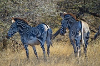 Gervey 'in iki zebrası çalılara doğru yürüdü. Kuyruk objektife bakıyor. Çok sayıda hayvan Kenya, Afrika 'daki Masai Mara Ulusal Vahşi Yaşam Sığınağı' na göç ediyor. 2016.