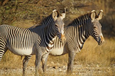 Güneşte, iki zebra çimlerin üzerinde duruyordu. Çok sayıda hayvan Kenya, Afrika 'daki Masai Mara Ulusal Vahşi Yaşam Sığınağı' na göç ediyor. 2016.