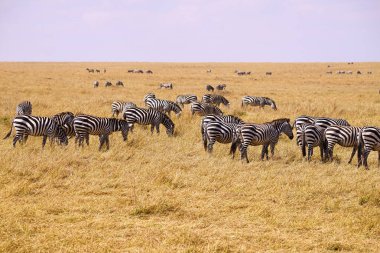 Bir grup zebra dinleniyor ve kuru otlaklarda ot yiyor. Çok sayıda hayvan Kenya, Afrika 'daki Masai Mara Ulusal Vahşi Yaşam Sığınağı' na göç ediyor. 2016.