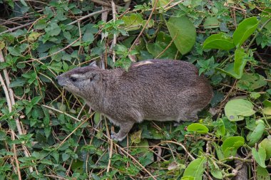 Yeşil bir rattan ağacının yapraklarının üzerinde bir kaya Hyrax (Burun Hyrax) bulunur. Çok sayıda hayvan Kenya, Afrika 'daki Masai Mara Ulusal Vahşi Yaşam Sığınağı' na göç ediyor. 2016.