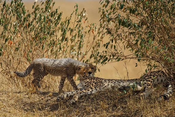 Die Jungen Auf Dem Gras Gingen Auf Die Liegende Gepardenmutter — Stockfoto