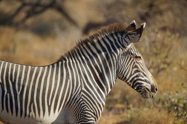 Zebras Gervey Estão Nas Pradarias Secas Crina Parte Trás Está — Fotografia de Stock