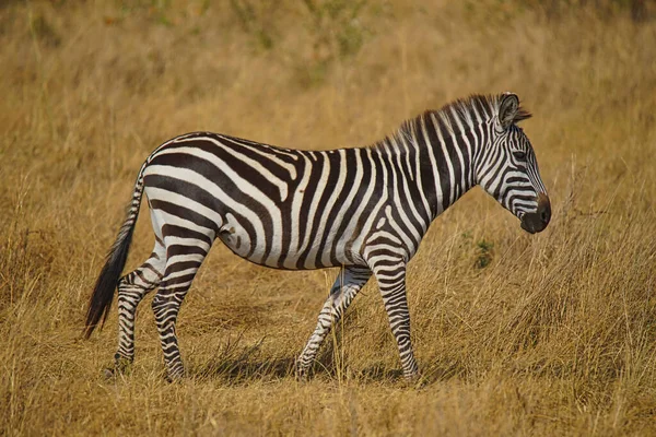 Zebra Chodzi Trawie Duża Liczba Zwierząt Migruje Parku Narodowego Masai — Zdjęcie stockowe