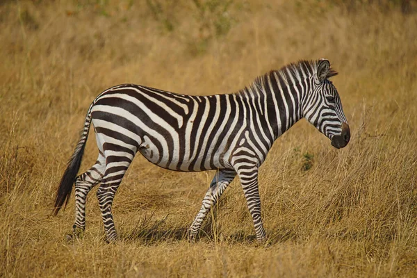 Bir zebra çimlerin üzerinde yürüyor. Çok sayıda hayvan Kenya, Afrika 'daki Masai Mara Ulusal Vahşi Yaşam Sığınağı' na göç ediyor. 2016.